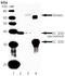 Superoxide Dismutase 3 antibody, A01784, Boster Biological Technology, Western Blot image 