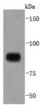 Signal Transducer And Activator Of Transcription 4 antibody, A00734-1, Boster Biological Technology, Western Blot image 