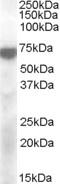 Potassium Voltage-Gated Channel Subfamily Q Member 4 antibody, TA305760, Origene, Western Blot image 