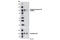 Semaphorin 4B antibody, 5622S, Cell Signaling Technology, Western Blot image 