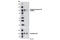 Semaphorin-4B antibody, 5622S, Cell Signaling Technology, Western Blot image 