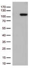 TFIIIC90 antibody, TA812631, Origene, Western Blot image 