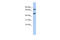 Zinc Finger And BTB Domain Containing 26 antibody, 25-516, ProSci, Western Blot image 