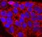 Proprotein Convertase Subtilisin/Kexin Type 2 antibody, AF6018, R&D Systems, Immunocytochemistry image 