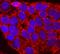 Proprotein Convertase Subtilisin/Kexin Type 2 antibody, AF6018, R&D Systems, Immunocytochemistry image 