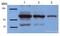 Catalase antibody, ab16731, Abcam, Western Blot image 