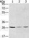 Hydroxysteroid 17-Beta Dehydrogenase 12 antibody, PA5-50424, Invitrogen Antibodies, Western Blot image 