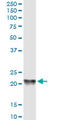 Phosphatidylethanolamine Binding Protein 1 antibody, LS-C197834, Lifespan Biosciences, Western Blot image 