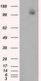 ATP Citrate Lyase antibody, NBP2-02410, Novus Biologicals, Western Blot image 