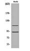 Cyclin Dependent Kinase 11B antibody, orb162401, Biorbyt, Western Blot image 