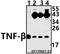 Lymphotoxin Alpha antibody, A00746-1, Boster Biological Technology, Western Blot image 