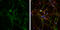 Solute Carrier Family 17 Member 6 antibody, GTX133142, GeneTex, Immunocytochemistry image 