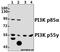Phosphoinositide-3-Kinase Regulatory Subunit 1 antibody, A00318Y463, Boster Biological Technology, Western Blot image 