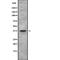 Thromboxane A2 Receptor antibody, PA5-67751, Invitrogen Antibodies, Western Blot image 