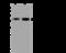 Chondroadherin antibody, 201350-T36, Sino Biological, Western Blot image 