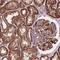 Golgi Transport 1B antibody, PA5-64276, Invitrogen Antibodies, Immunohistochemistry frozen image 