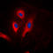 Fas Associated Via Death Domain antibody, LS-C354129, Lifespan Biosciences, Immunofluorescence image 