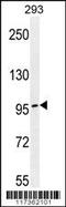 Transcription Elongation Regulator 1 antibody, 59-427, ProSci, Western Blot image 