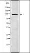 Phospholipase A2 Group IVF antibody, orb338226, Biorbyt, Western Blot image 