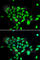 Dipeptidyl Peptidase 8 antibody, A7113, ABclonal Technology, Immunofluorescence image 