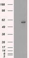 Cytochrome P450 Family 2 Subfamily E Member 1 antibody, M00672-1, Boster Biological Technology, Western Blot image 