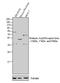 Retinoic Acid Receptor Beta antibody, PA1-811, Invitrogen Antibodies, Western Blot image 