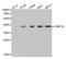 DNA Methyltransferase 3 Like antibody, orb136876, Biorbyt, Western Blot image 