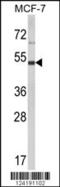 LUC7 Like 2, Pre-MRNA Splicing Factor antibody, 63-998, ProSci, Western Blot image 