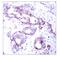P01106-2 antibody, AP02337PU-N, Origene, Immunohistochemistry frozen image 