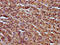 Reticulocalbin 3 antibody, CSB-PA856914LA01HU, Cusabio, Immunohistochemistry frozen image 