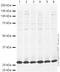 TP53 Induced Glycolysis Regulatory Phosphatase antibody, ab37910, Abcam, Western Blot image 