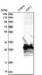 Aquaporin 1 (Colton Blood Group) antibody, NBP1-84488, Novus Biologicals, Western Blot image 