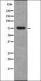 Protein Kinase C Delta antibody, orb335850, Biorbyt, Western Blot image 