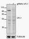 UFM1 Specific Ligase 1 antibody, NBP1-90692, Novus Biologicals, Western Blot image 