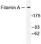 Filamin A antibody, LS-C176025, Lifespan Biosciences, Western Blot image 