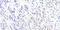 GATA Binding Protein 3 antibody, GTX30600, GeneTex, Immunohistochemistry paraffin image 