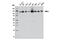 EMAP Like 4 antibody, 12156S, Cell Signaling Technology, Western Blot image 