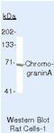 Chromogranin A antibody, MA5-13096, Invitrogen Antibodies, Western Blot image 