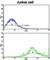 CD8b Molecule antibody, abx028037, Abbexa, Western Blot image 
