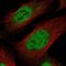 Solute Carrier Family 66 Member 2 antibody, NBP2-13806, Novus Biologicals, Immunofluorescence image 