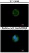 GRAM Domain Containing 1B antibody, GTX119195, GeneTex, Immunocytochemistry image 