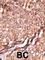 Brain-specific angiogenesis inhibitor 1-associated protein 2 antibody, abx033929, Abbexa, Western Blot image 