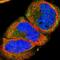 SS2R antibody, HPA007264, Atlas Antibodies, Immunofluorescence image 