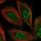 O-Sialoglycoprotein Endopeptidase antibody, NBP1-83378, Novus Biologicals, Immunofluorescence image 