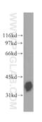 BCL2 Like 14 antibody, 12846-1-AP, Proteintech Group, Western Blot image 