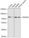 TNF Alpha Induced Protein 3 antibody, GTX64466, GeneTex, Western Blot image 