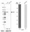 Epithelial Splicing Regulatory Protein 1 antibody, NBP1-82202, Novus Biologicals, Western Blot image 