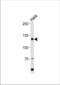 Histone Cell Cycle Regulator antibody, TA324826, Origene, Western Blot image 