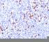 Immunoglobulin Kappa Variable 1D-16 antibody, V2145-100UG, NSJ Bioreagents, Western Blot image 