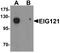 KIAA1324 antibody, A12119, Boster Biological Technology, Western Blot image 